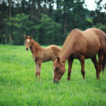 100万人のウイニングポストでは配合も楽しみの1つです
